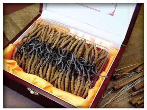 门源冬虫夏草回收